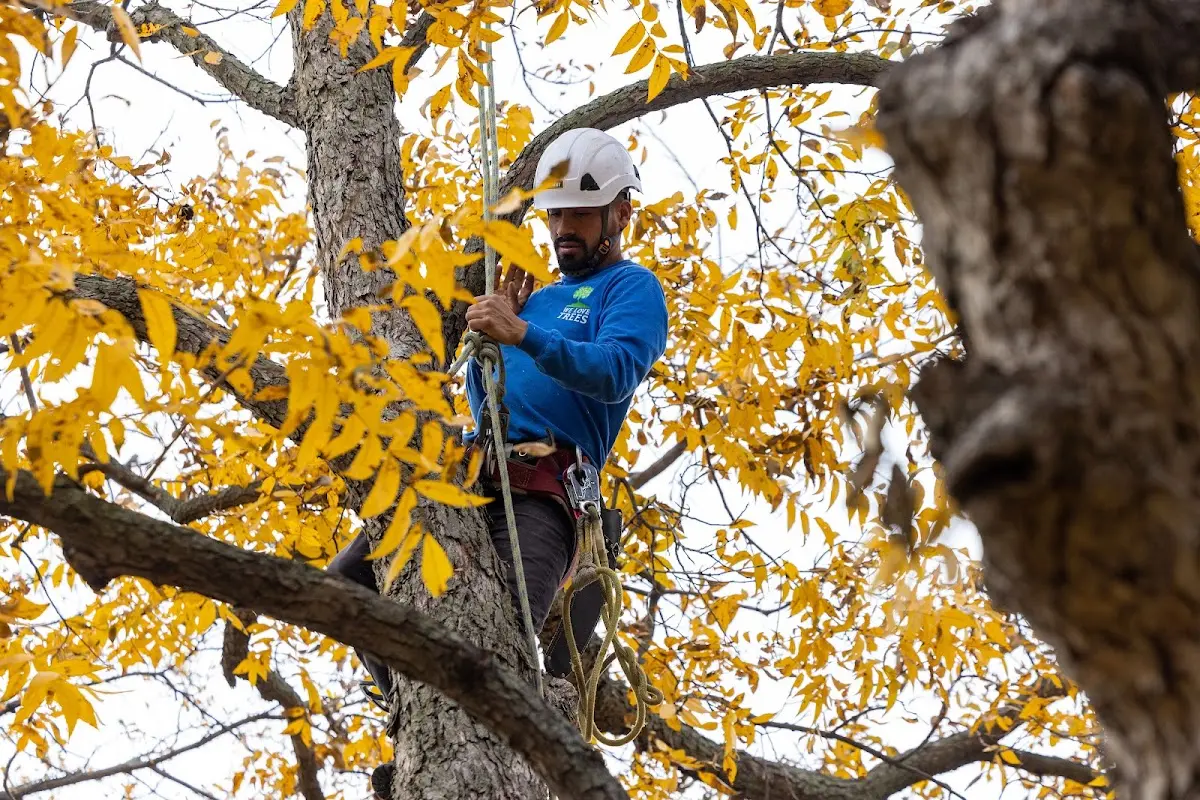 Skilled Tree Trimming crew working in Riverside